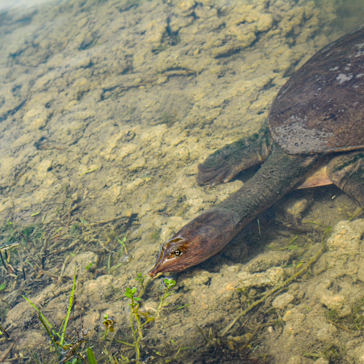 Turtle, Surfacing
