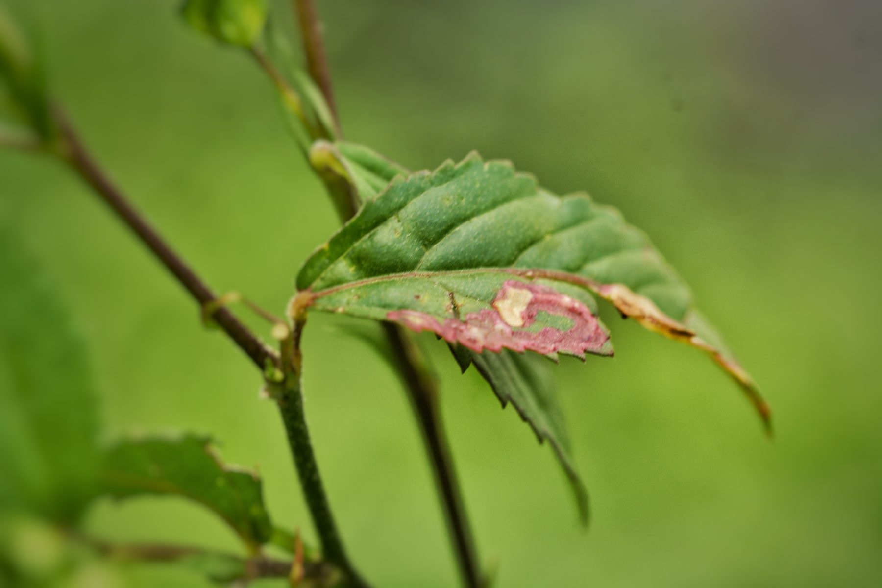 Leaf, Close