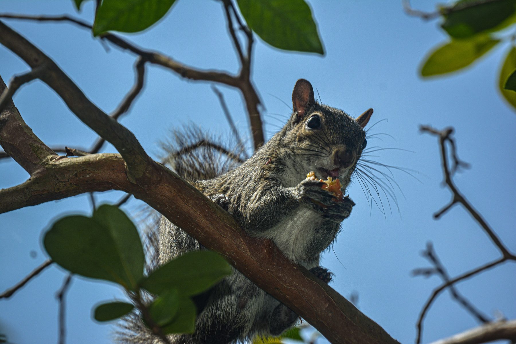 Squirrel in the Branches