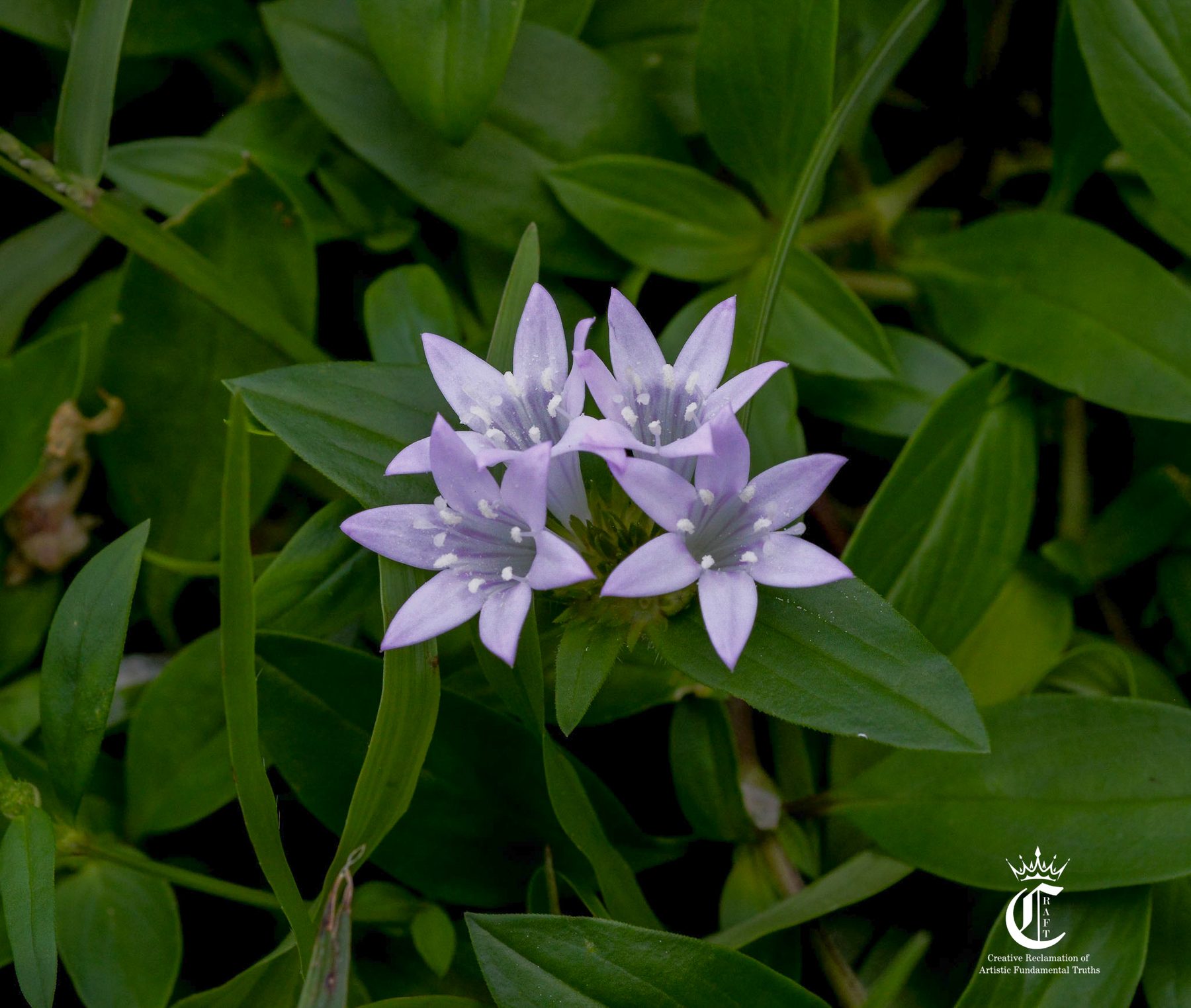 Purple, Wild