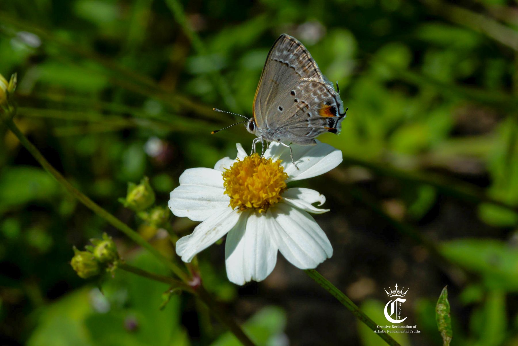 Butterfly on a Daisy