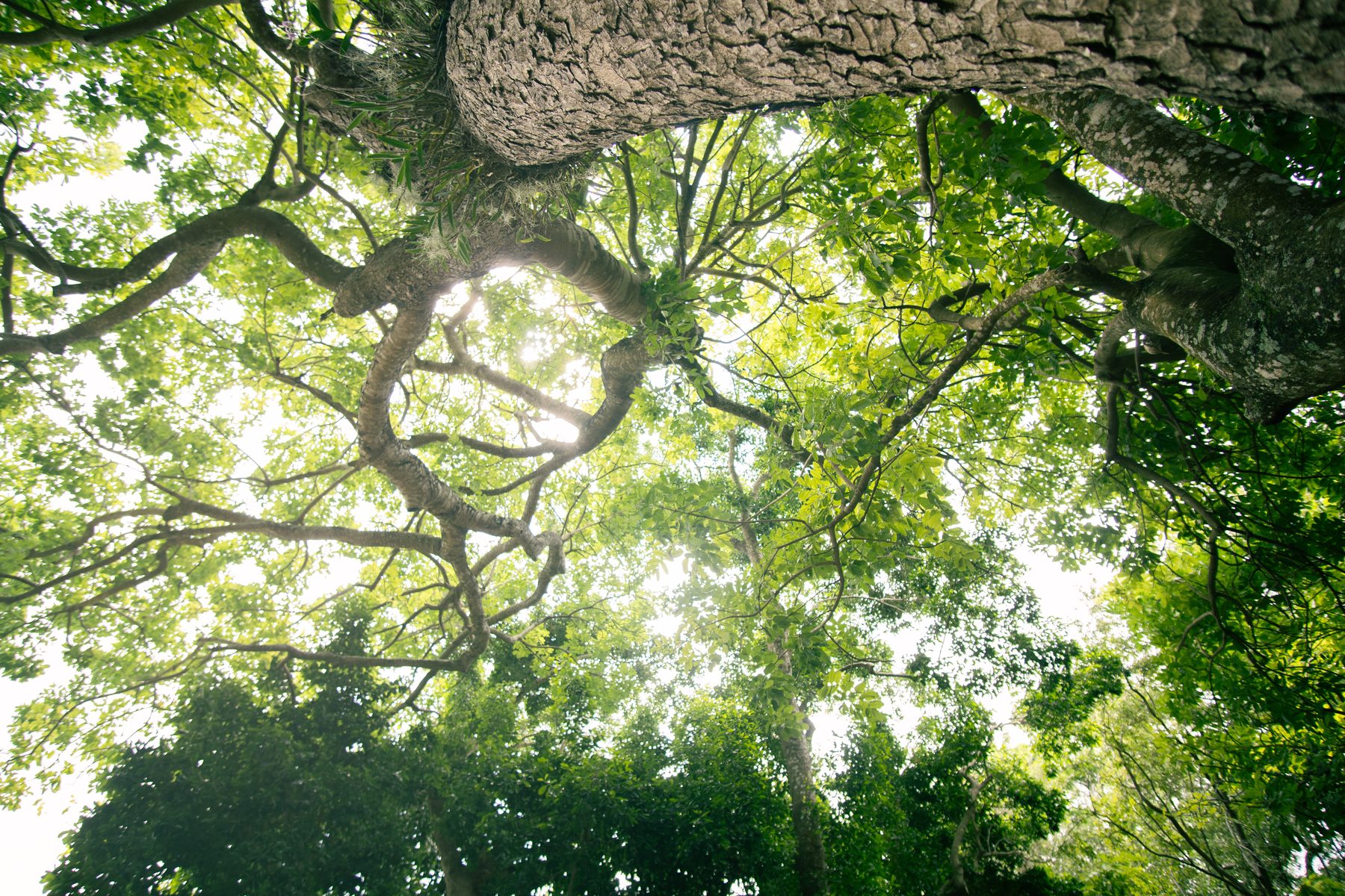 Canopy